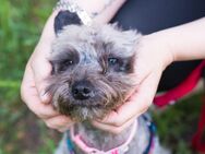 Yorkipoo Kora sucht Zuhause - Bönen