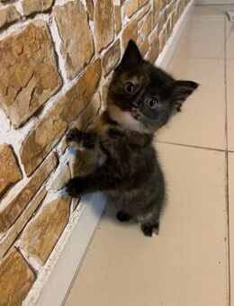 Super süße Kätzchen - Geesthacht