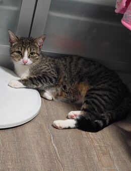 Katze sucht neues Zuhause - Mülheim (Ruhr)