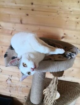 Die bezaubernde Mandy sucht Dich! - Walluf