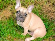 Französische Bulldogge Welpen abzugeben - Aiterhofen