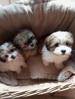 Maltipoo shitzu Welpen, Mädchen ab sofort - Dörrebach