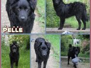 Pelle kroatischer Schäferhund Mix Rüde - Margetshöchheim