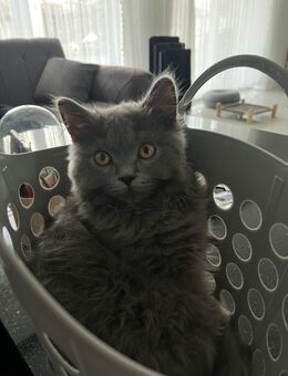 BKH - Kitten abzugeben - Hennef (Sieg)