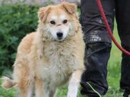 Bailey - hübscher, aufgeweckter Rüde - Lohra