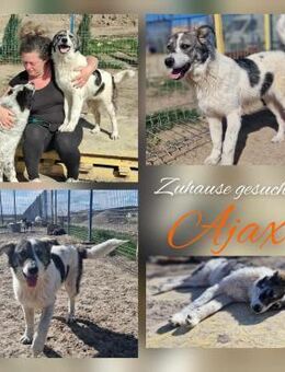 Sonnenschein Ajax - Mannheim