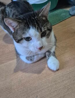 Kater sucht Zuhause 1 Jahr alt - Fürth