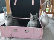 Kitten BKH - Bad Oldesloe