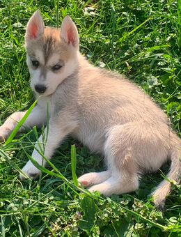 Siberian Husky Welpen suchen ein liebevolles zu Hause - Kyffhäuserland
