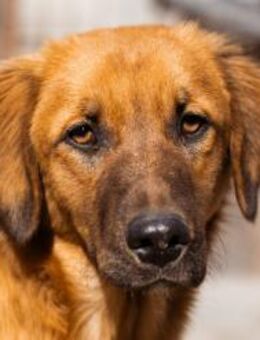 Schnuckel ♥Bettie♥ will spielen&kuscheln - Hamburg