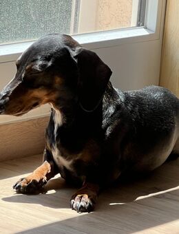 Dackel sucht ein liebvolles neues Zuhause - Ludwigsburg