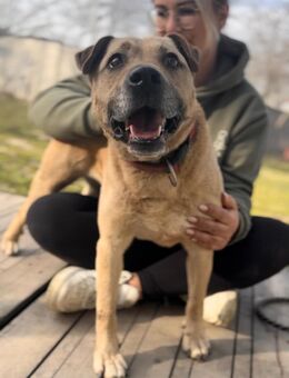 Ledi: Traumhündin sucht Zuhause - Neustadt (Rübenberge)