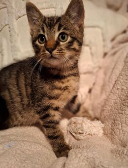 Hauskätzchen, Kätzchen , Katzen Babys - Saterland