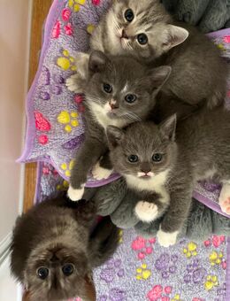 4 süße , reinrassige ( 3Mädchen 1Junge ) britisch kurzhaar Kitten in liebevolle Hände abzugeben - Münster
