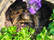 NZ 2023 griechische Landschildkröten Schildkröte - Schönebeck (Elbe)