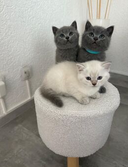 Bkh Kitten suchen ein neues Zuhause (nur noch 1 Kitten) - Hückelhoven