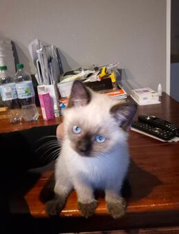 Bkh blue point - Rhede