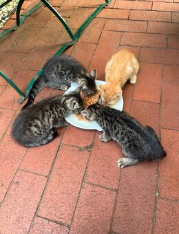 Kätzchen, Kitten, Katzenbaby zu verkaufen - Berlin
