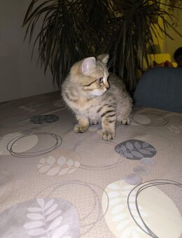 BKH Kitten - Lahr (Schwarzwald)