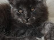 Maine Coon Kätzchen XXL - Peiting