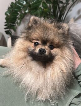 🐶 Wunderschöner Pomeranian-Rüde sucht liebevolles Zuhause - Berlin