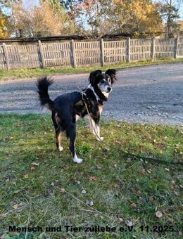 Anton ist sehr lieb und freundlich - Berlin