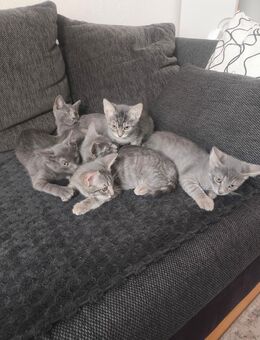 Katzen Baby - Bruchsal