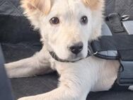 Sweet 💛 hat liebenswerten Charakter - Bad Karlshafen