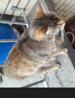 Hauskatze4,5 jahre - Petershagen