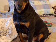 Pinscher-Fan? Charmante Lena - Treia