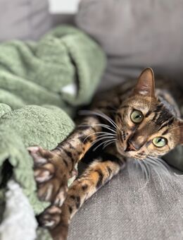 1 jahr alter Bengal Kater - Kamp-Lintfort