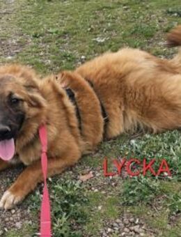 Lycka sucht ihr Glück 🍀 - Bissingen