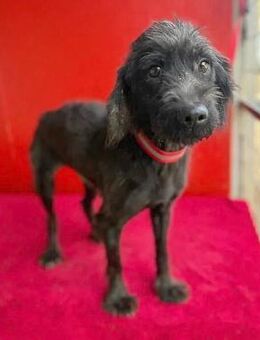 unkomplizierter Schmuser MIKO - Mamming