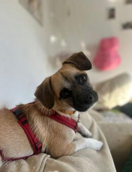 Familienhund Karli - Rambin