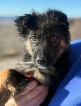 Paule Kleiner wuschel sucht Familie - München