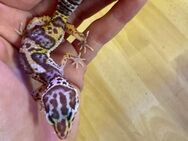 0.1 Red Dymont Leopardgecko Weibchen Enz 24 abzugeben aus lieberer Hobbyzucht Übergabe Hamm möglich - Emsdetten