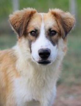 Liebevolles zu Hause für Jackson gesucht - München