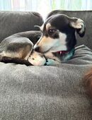 Mischlingshündin abzugeben in 88213