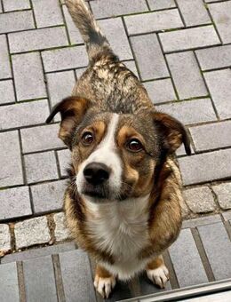 Ich bin Izzy - deine zukünftige.... - Koblenz