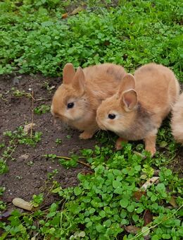 Liebes zahmes junges Zwergkaninchen Geschwisterpärchen Außenhaltung Farbenzwerge - Kitzingen