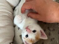Katzenbaby Kitten rot weiß braun getigert Hauskatze - Rödental