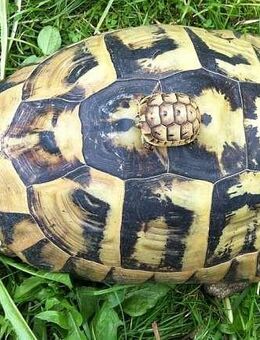 Griechische Landschildkröten Nachzuchten 2007-2024 aus Freilandhaltung - Leverkusen