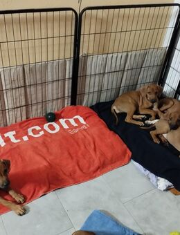 Rhodesian Ridgeback Welpen - Oberrot