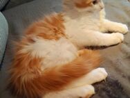 Norwegische waldkatzen kitten - Artern (Unstrut)