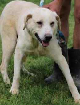 Stevie - ❤️❤️ blonder Traumhund - Lohra