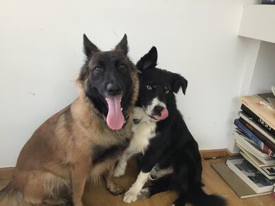 noch zwei Welpen-Foto Elternpaar-BORDERCOLLIE+ MALINOIS WELPEN --SUPERLATIVE KREUZUNG - noch ein Rüde+eine Hündin