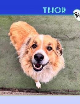 💛THOR - SUCHT LIEBE FAMILIE FÜR EINE SC - Alfeld (Leine)