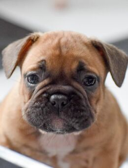 Französische Bulldog Welpen - Vöhl