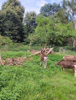 3 weibliche Thüringer Waldziegen - Ziegen - Uchte