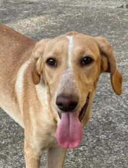 Rosy💜💜💜dringend Zuhause gesucht - Bad Karlshafen